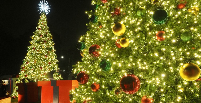 South began a new tradition this year with the lighting of two 32-foot-tall Christmas trees at Student Services Drive and 新澳门六合彩开奖记录 South Drive.